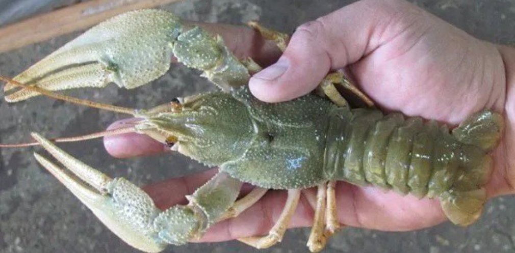  ���������������� ��������� ���������� �� �������� ���� ������� 