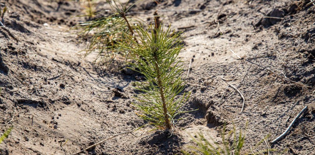  ������ ���������������� �������� ����� ����� 