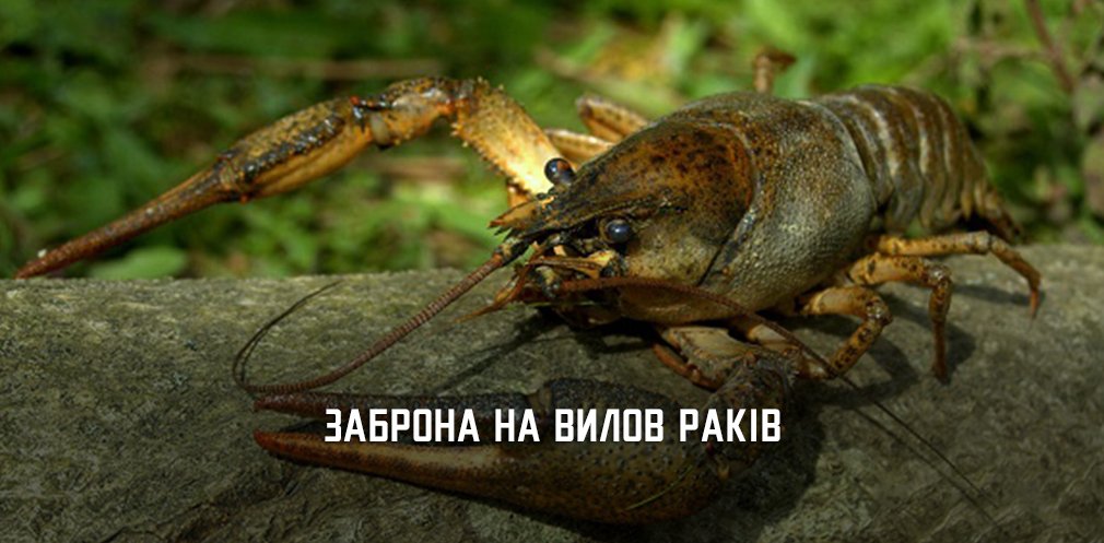  ���������������� ���������� ����� ���� 