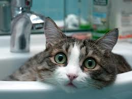  ����������� ������ ���� �������� ���� ������ 