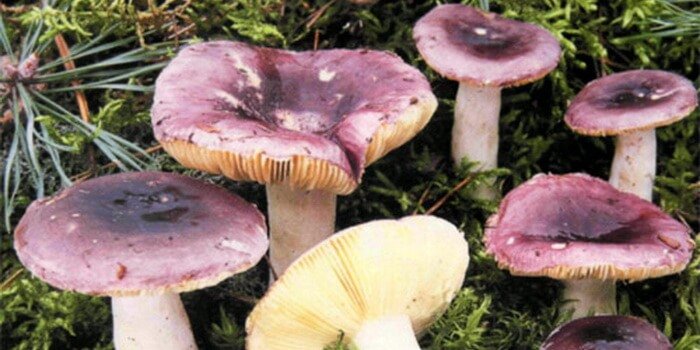 ����: 0564.ua