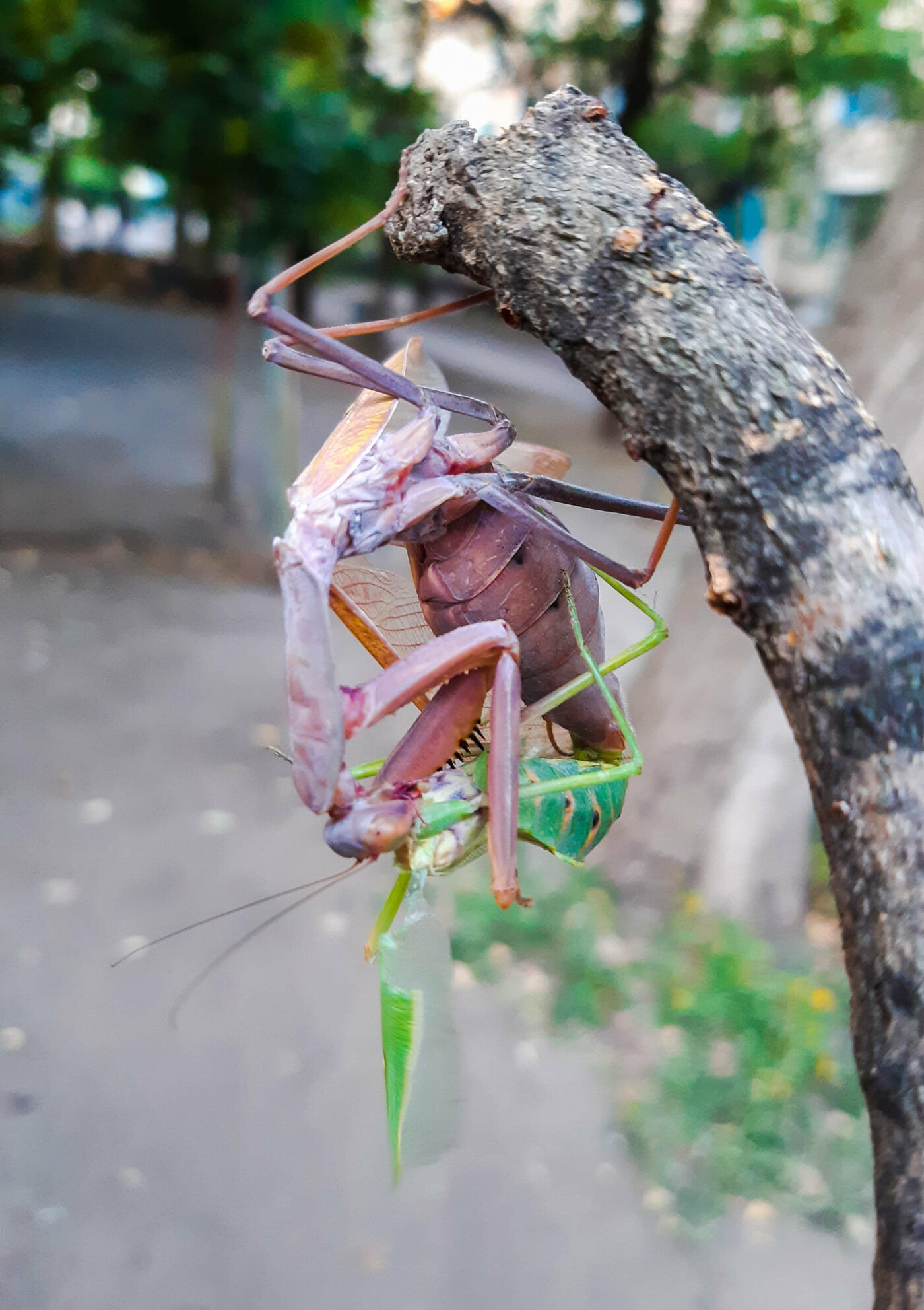 Беременная самка богомола фото