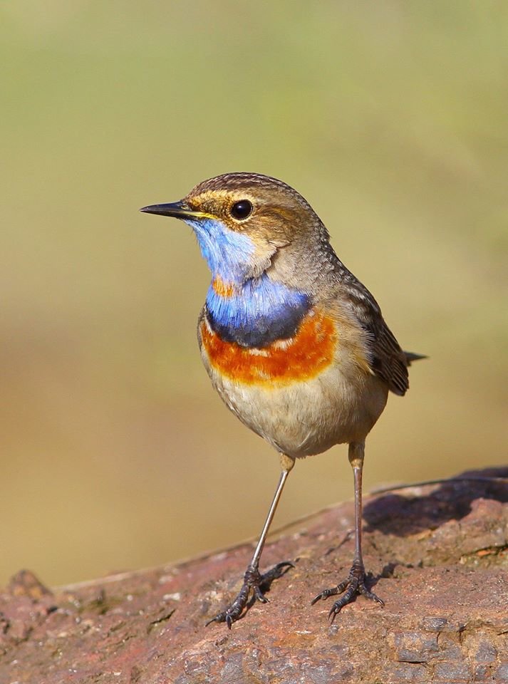  �������� ������ ���� ������� ���������� ������������ �������� ������� 