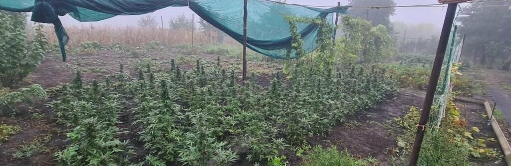 Криворізькі поліцейські вилучили у чоловіка більш ніж сто кущів конопель та кілограм канабісу, - ФОТО
