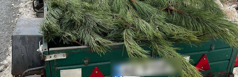 Неподалік від Кривого Рогу затримали першого у цьому році ялинкового злодія, - ФОТО