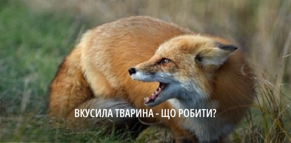 З початку року на Дніпропетровщині зареєстрували 22 випадки сказу серед тварин