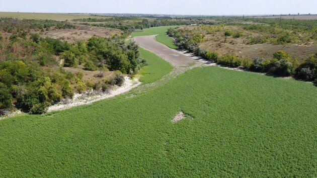 Пустелі не буде: на дні Каховського водосховища відновлюється природна рослинність