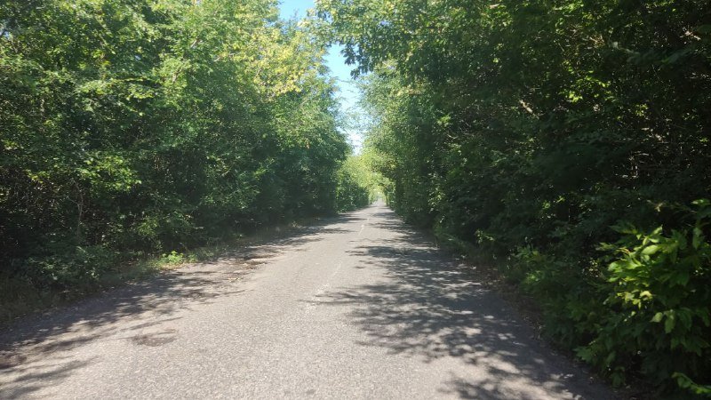 Задивився на жінку і в'їхав в дерево: на Криворіжжі чоловік побив сусіда пилкою за необрізані гілки горіха