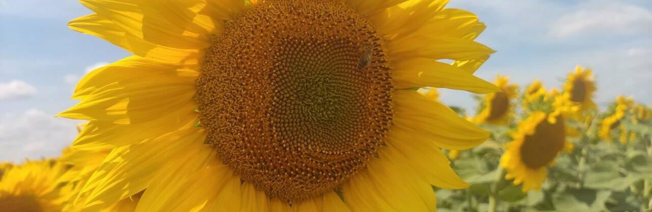 Прогноз погоди на тиждень у Кривому Розі: в місто йде спека до +36°C