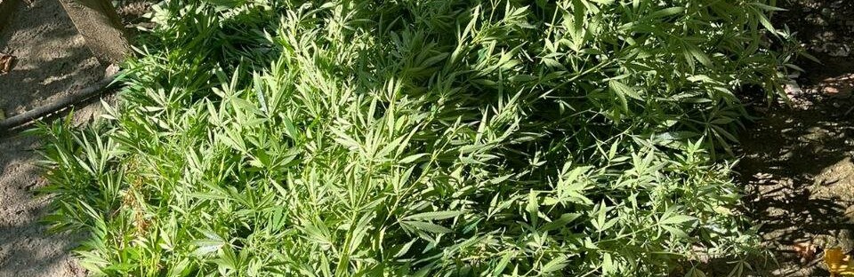 Криворізькі правоохоронці викрили місцевого жителя у вирощуванні рослин конопель та незаконному зберіганні зброї, - ФОТО