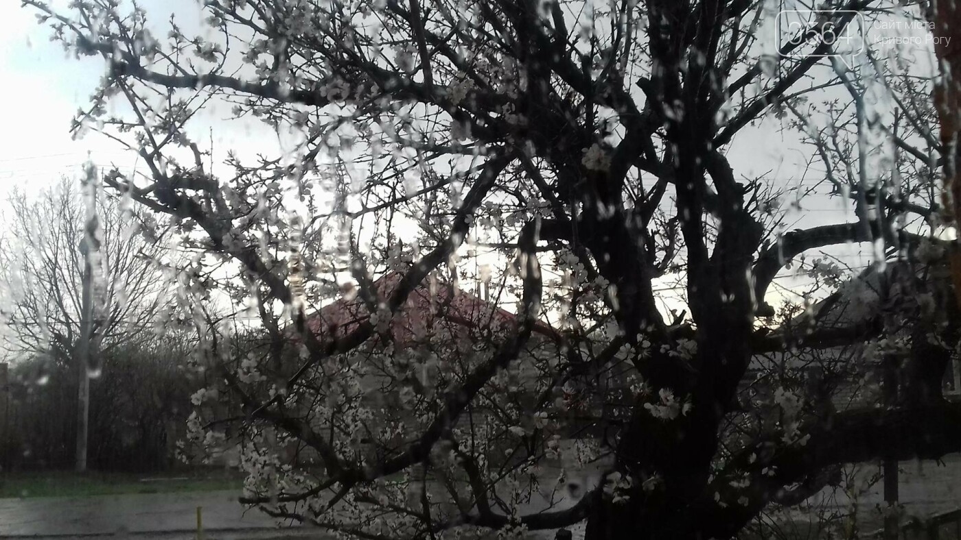 Цветущий абрикос в Кривом Роге завалило градом и дождем (Фото/Видео) Новости Днепра