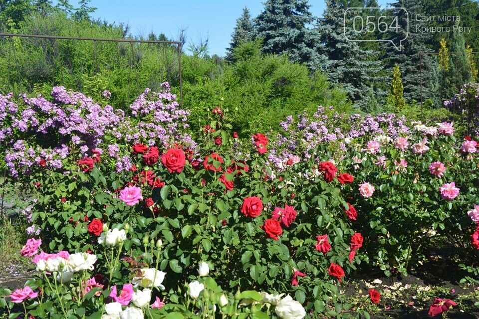 10 причин для того, чтобы ближайшие выходные провести в Кри..., фото-4 10 причин для того, чтобы ближайшие выходные провести в Кривом Роге, - АФИША, фото-4