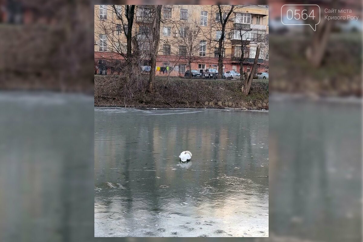 В Кривом Роге спасатели пришли на помощь лебедю, - ФОТО, ВИДЕО, фото-3