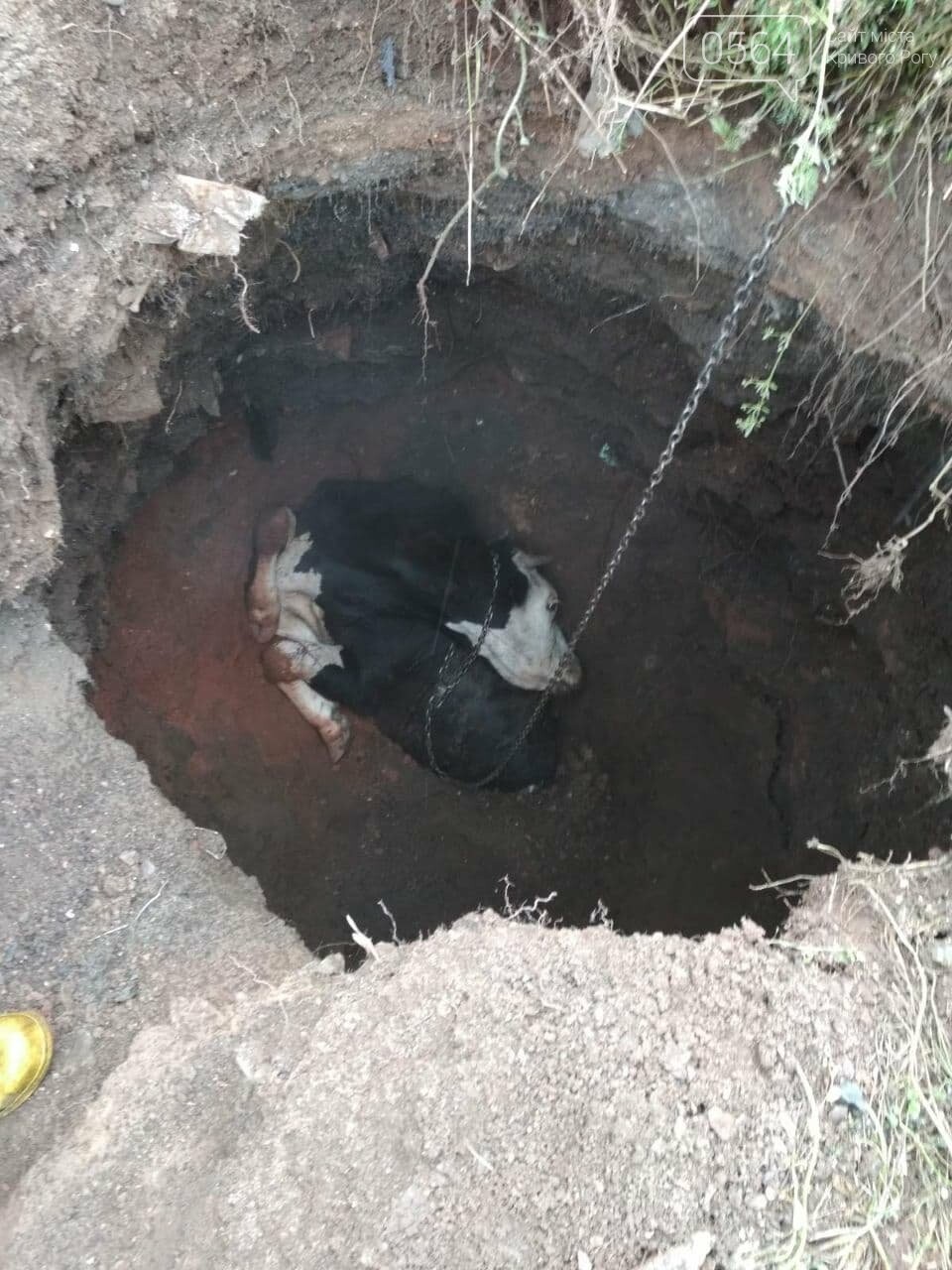 В Кривом Роге около 5 часов спасали корову, провалившуюся в пропасть, - ФОТО, ВИДЕО , фото-2