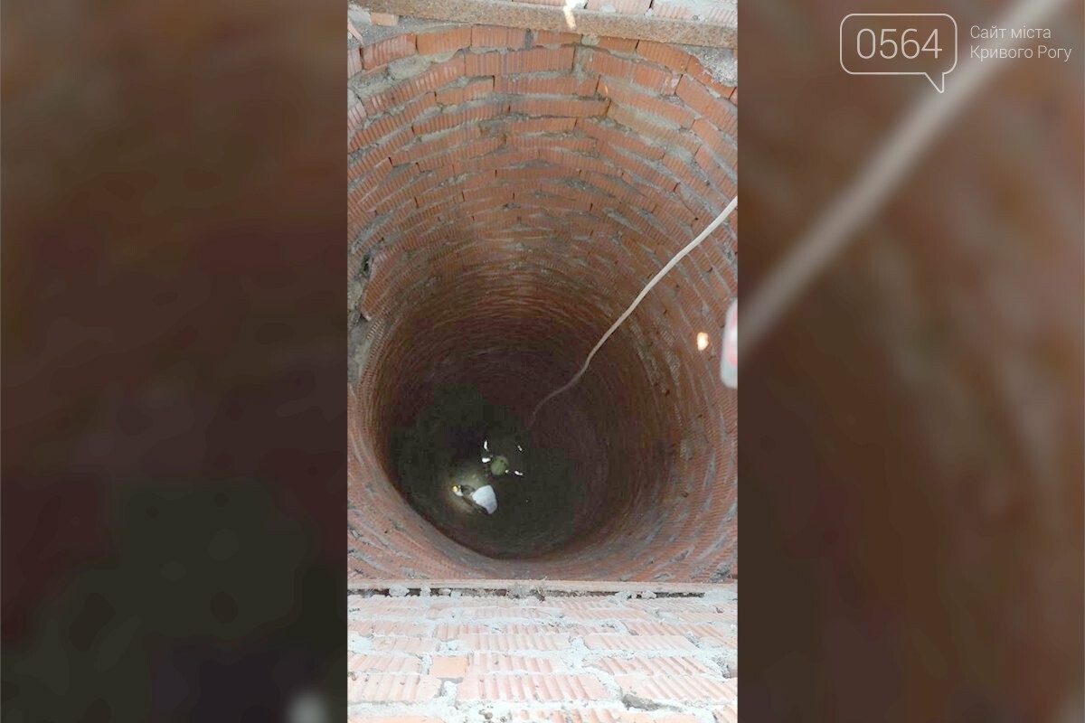 Рукодельница упала в колодец. СФУ студент упал в колодце. Арзамасские спасатели из двенадцатиметрового колодца достал кота. Картинка кот у колодца. Фото колодца в телевизоре.