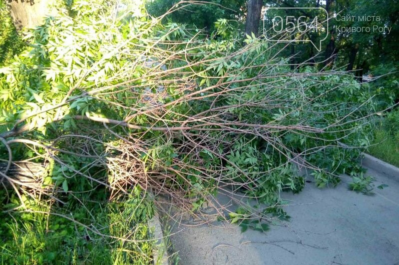 Спасатели убрали упавшее дерево возле криворожской больницы, - ФОТО, фото-1