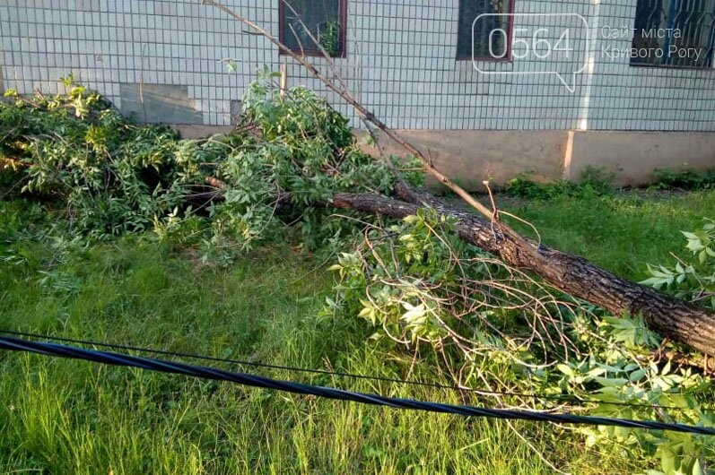 Спасатели убрали упавшее дерево возле криворожской больницы, - ФОТО, фото-2