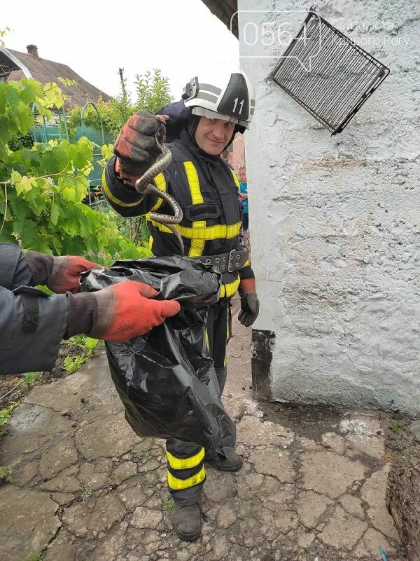 Криворожские спасатели помогли поймать во дворе пресмыкающееся, - ФОТО, фото-1
