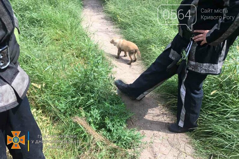 Криворожские спасатели спасли щенков упавших в канализационный колодец - ФОТО, фото-2
