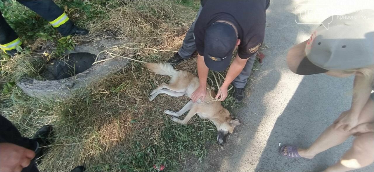 Криворожские спасатели достали собаку, упавшую в канализационный коллектор, - ФОТО, фото-4
