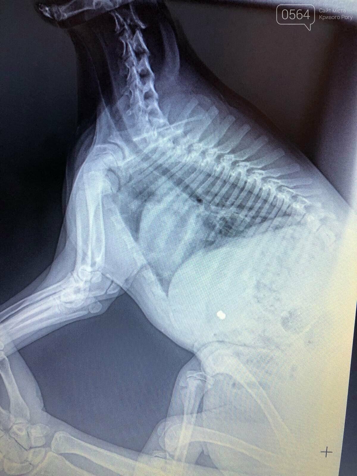 "Убили на глазах у жены": в Кривом Роге во дворе дома зоозащитника застрелили собаку, - ФОТО, фото-1