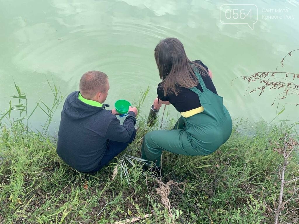 Замор рыбы в Криворожском районе мог произойти из-за канализационных стоков в водоём, - Госэкоинспекция, - ФОТО, фото-1