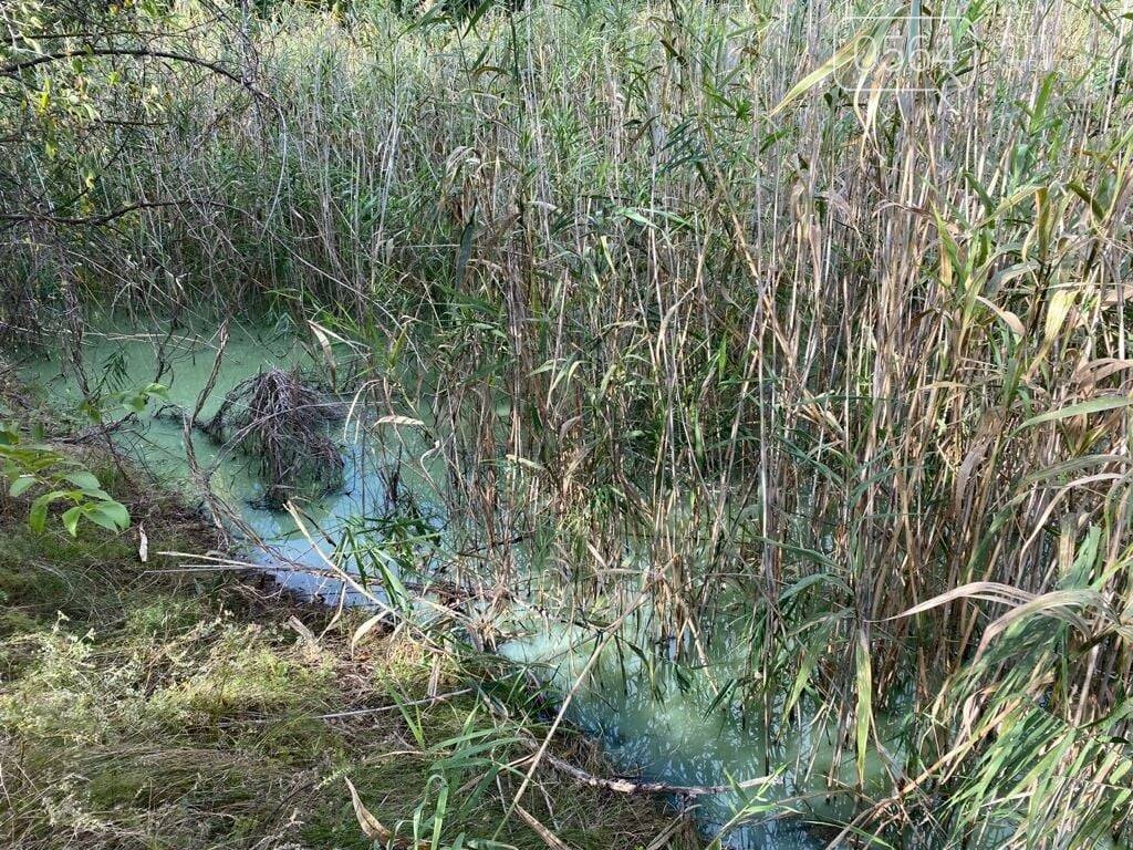 Замор рыбы в Криворожском районе мог произойти из-за канализационных стоков в водоём, - Госэкоинспекция, - ФОТО, фото-3