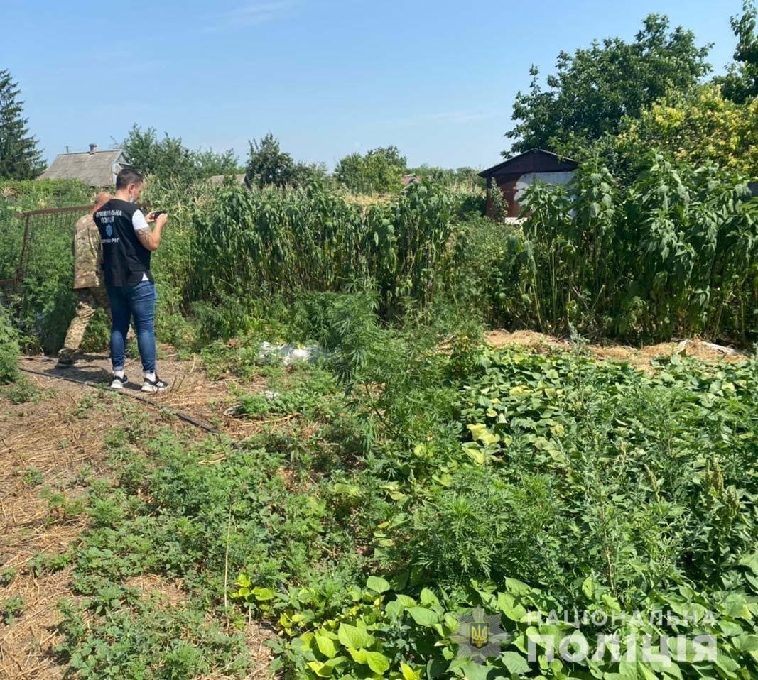 Криворожские полицейские обнаружили около 200 кустов конопли, - ФОТО, ВИДЕО, фото-5