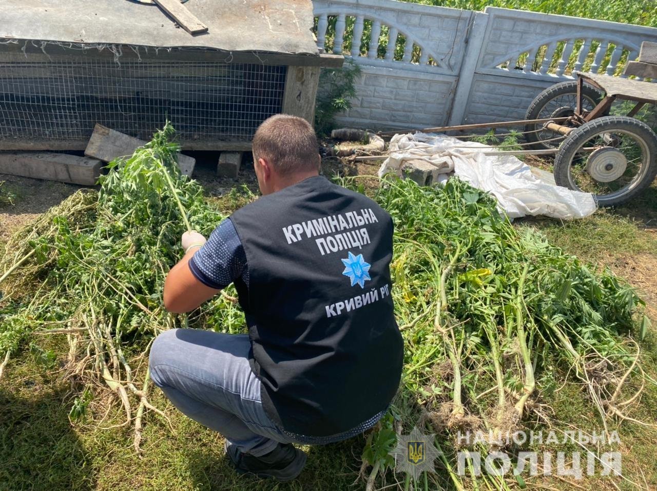 Криворожские полицейские обнаружили около 200 кустов конопли, - ФОТО, ВИДЕО, фото-2