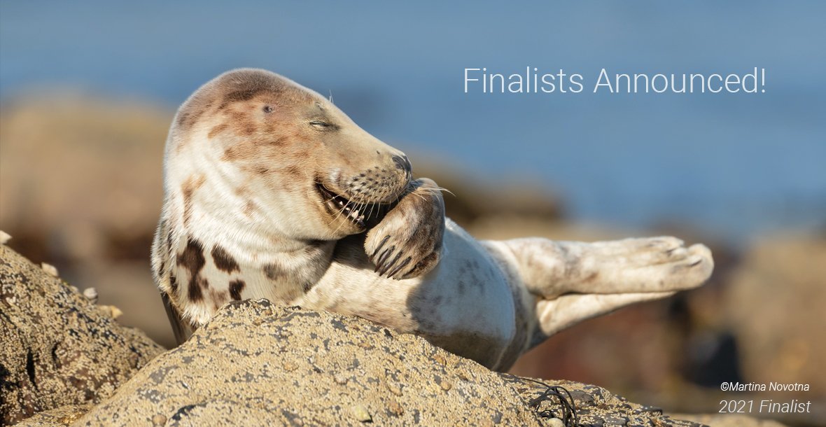 Разъяренный скворец и улыбающийся тюлень: объявлены финалисты Comedy Wildlife Photography Awards, - ФОТО , фото-30