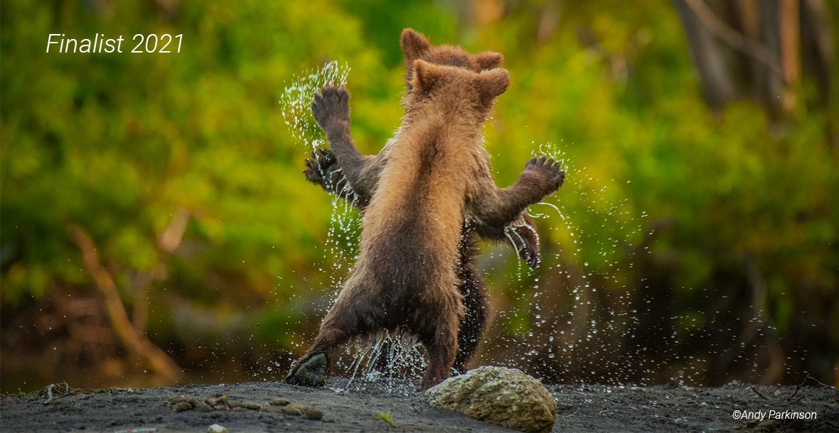Разъяренный скворец и улыбающийся тюлень: объявлены финалисты Comedy Wildlife Photography Awards, - ФОТО , фото-31
