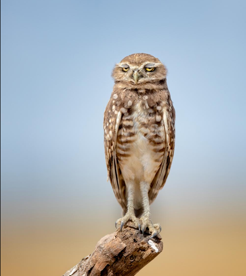 Разъяренный скворец и улыбающийся тюлень: объявлены финалисты Comedy Wildlife Photography Awards, - ФОТО , фото-15