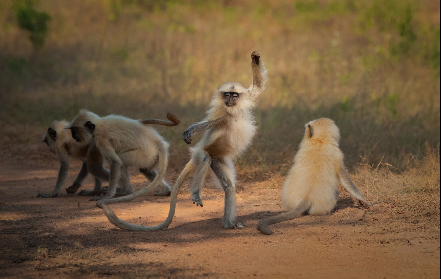 Разъяренный скворец и улыбающийся тюлень: объявлены финалисты Comedy Wildlife Photography Awards, - ФОТО , фото-14