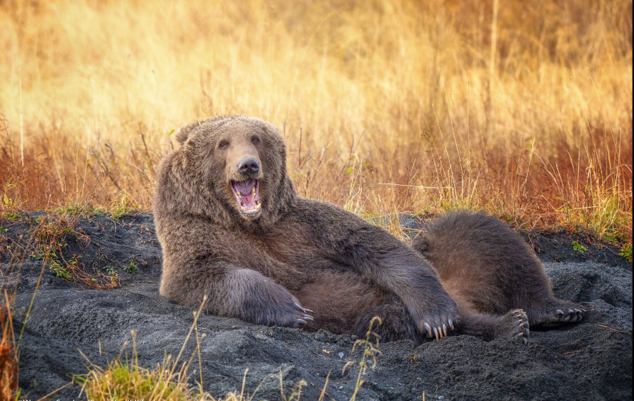 Разъяренный скворец и улыбающийся тюлень: объявлены финалисты Comedy Wildlife Photography Awards, - ФОТО , фото-13