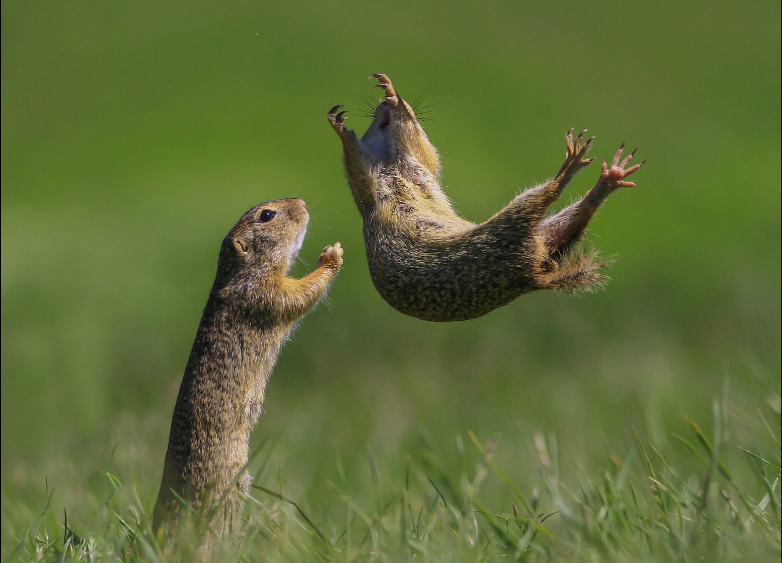 Разъяренный скворец и улыбающийся тюлень: объявлены финалисты Comedy Wildlife Photography Awards, - ФОТО , фото-5