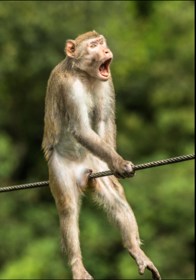 Разъяренный скворец и улыбающийся тюлень: объявлены финалисты Comedy Wildlife Photography Awards, - ФОТО , фото-4