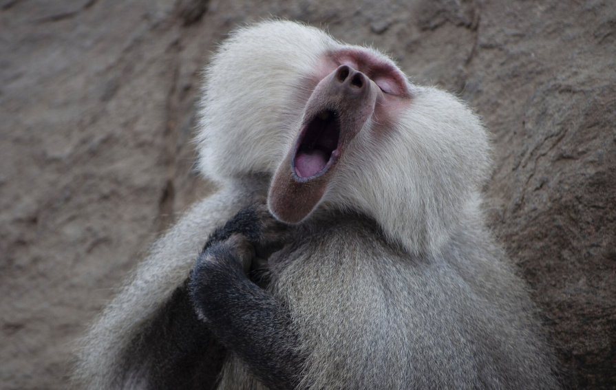 Разъяренный скворец и улыбающийся тюлень: объявлены финалисты Comedy Wildlife Photography Awards, - ФОТО , фото-3