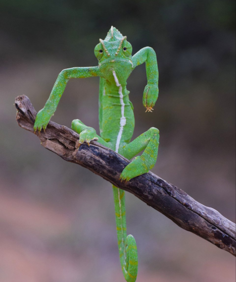 Разъяренный скворец и улыбающийся тюлень: объявлены финалисты Comedy Wildlife Photography Awards, - ФОТО , фото-2