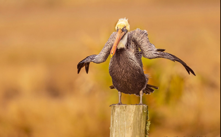 Разъяренный скворец и улыбающийся тюлень: объявлены финалисты Comedy Wildlife Photography Awards, - ФОТО , фото-27