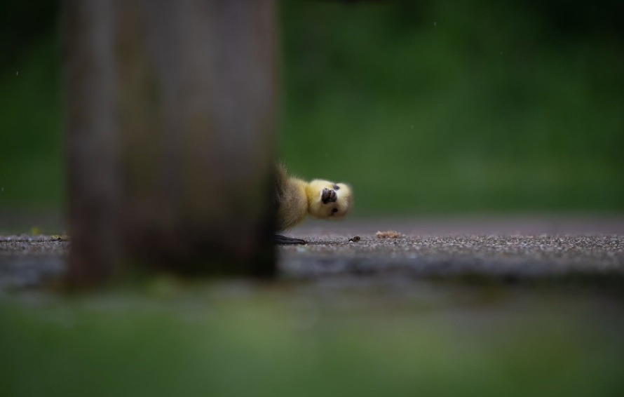Разъяренный скворец и улыбающийся тюлень: объявлены финалисты Comedy Wildlife Photography Awards, - ФОТО , фото-12