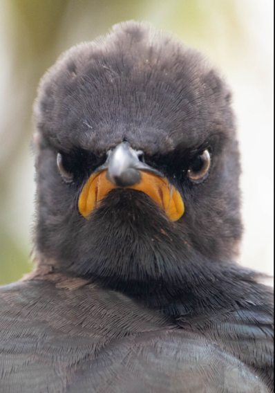 Разъяренный скворец и улыбающийся тюлень: объявлены финалисты Comedy Wildlife Photography Awards, - ФОТО , фото-6