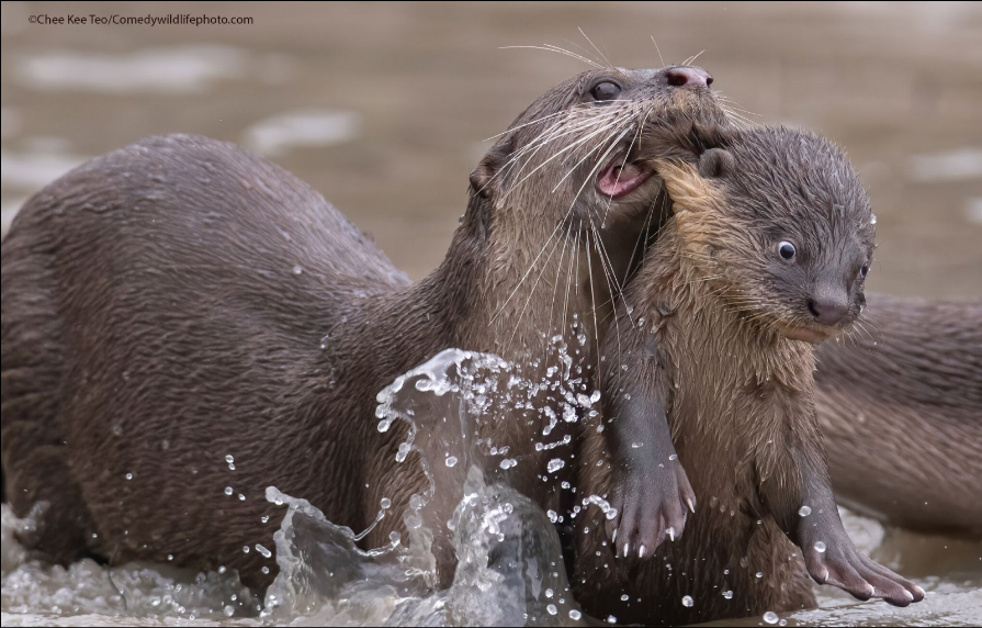 Разъяренный скворец и улыбающийся тюлень: объявлены финалисты Comedy Wildlife Photography Awards, - ФОТО , фото-8