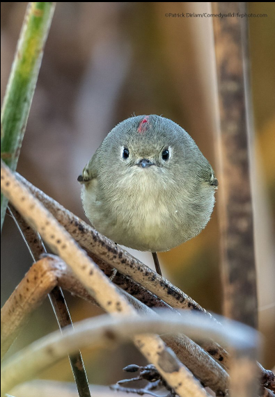 Разъяренный скворец и улыбающийся тюлень: объявлены финалисты Comedy Wildlife Photography Awards, - ФОТО , фото-10