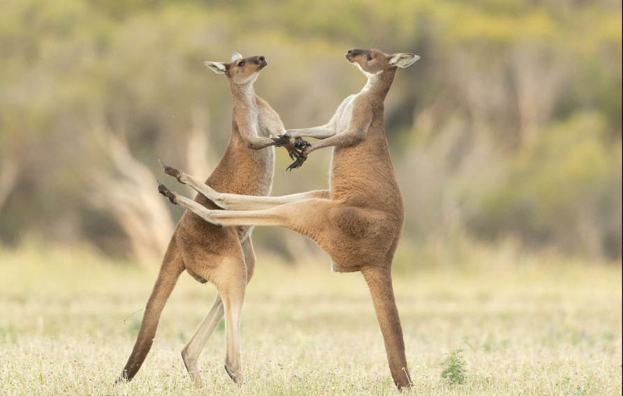 Разъяренный скворец и улыбающийся тюлень: объявлены финалисты Comedy Wildlife Photography Awards, - ФОТО , фото-11