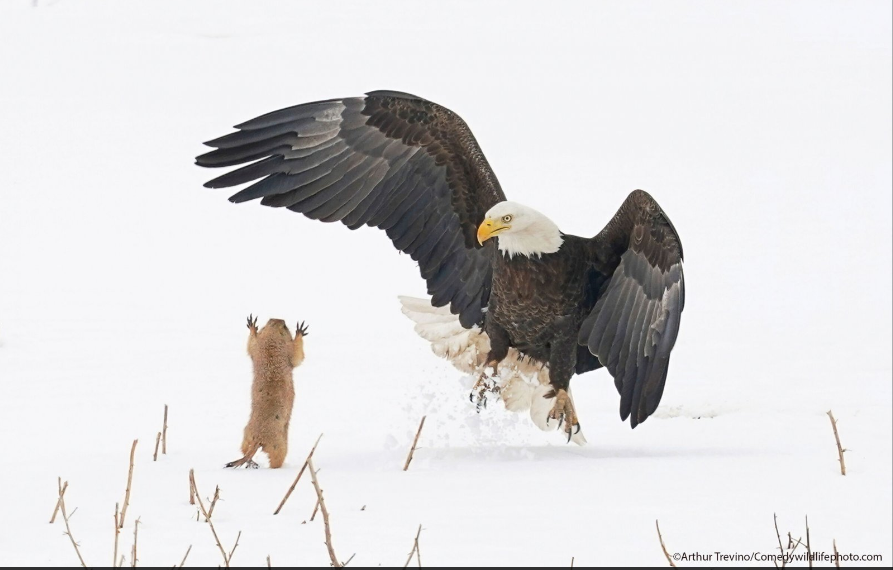 Разъяренный скворец и улыбающийся тюлень: объявлены финалисты Comedy Wildlife Photography Awards, - ФОТО , фото-26