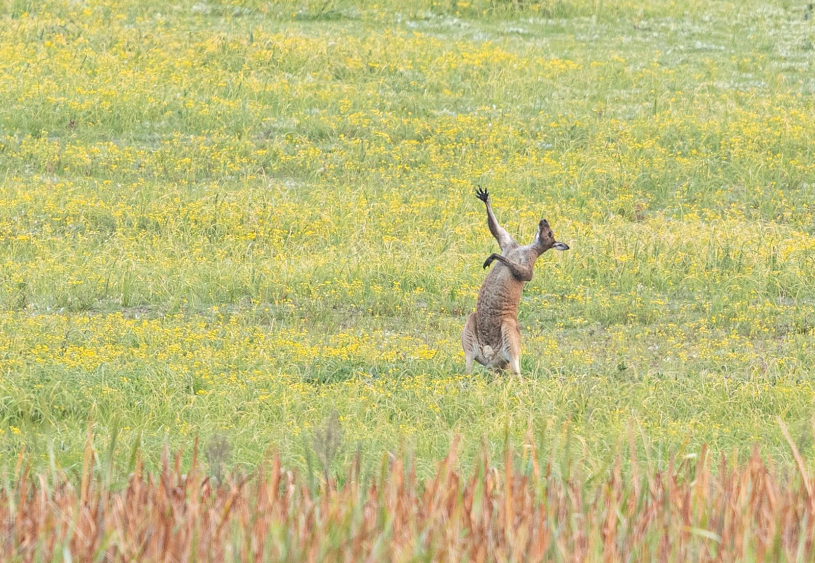 Разъяренный скворец и улыбающийся тюлень: объявлены финалисты Comedy Wildlife Photography Awards, - ФОТО , фото-25