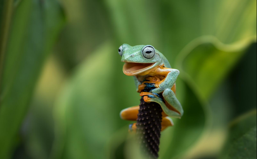 Разъяренный скворец и улыбающийся тюлень: объявлены финалисты Comedy Wildlife Photography Awards, - ФОТО , фото-22