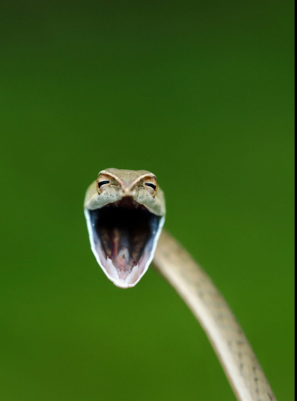 Разъяренный скворец и улыбающийся тюлень: объявлены финалисты Comedy Wildlife Photography Awards, - ФОТО , фото-23