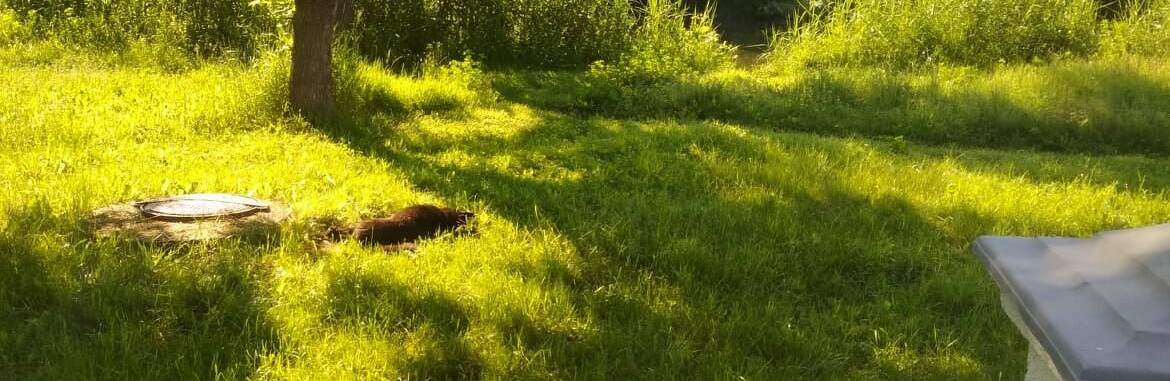 В парке Кривого Рога нашли несколько трупов собак, - ФОТО 18+