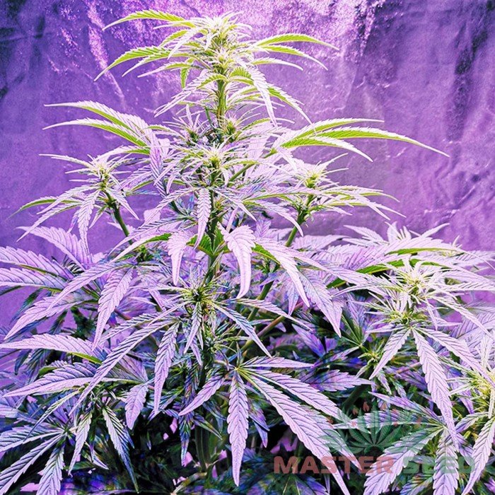 Полный цикл выращивания марихуаны конопля кинешма